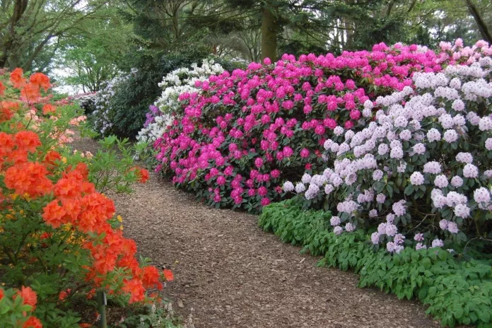 Rhododendronblüte im Park der Gärten Bad Zwischenahn